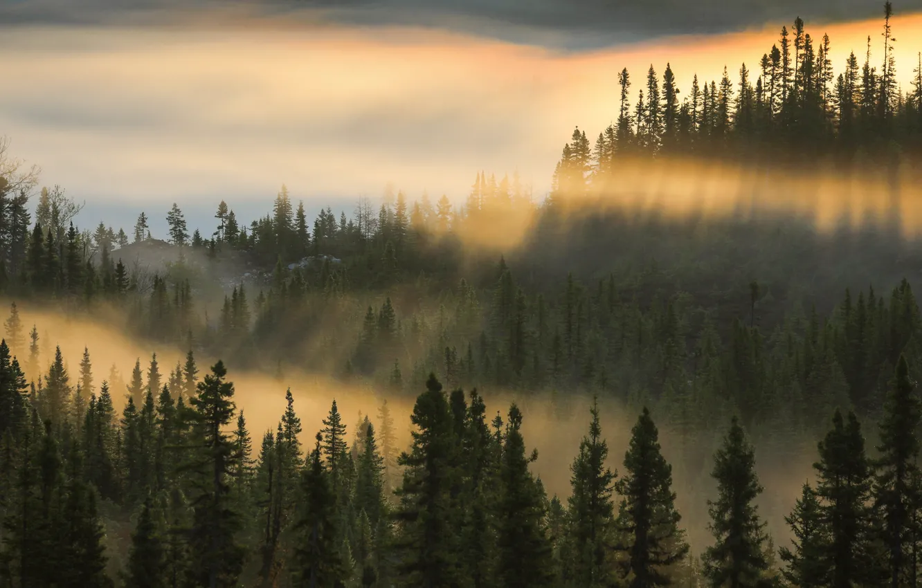Фото обои лес, свет, горы, туман, холмы, утро, ели