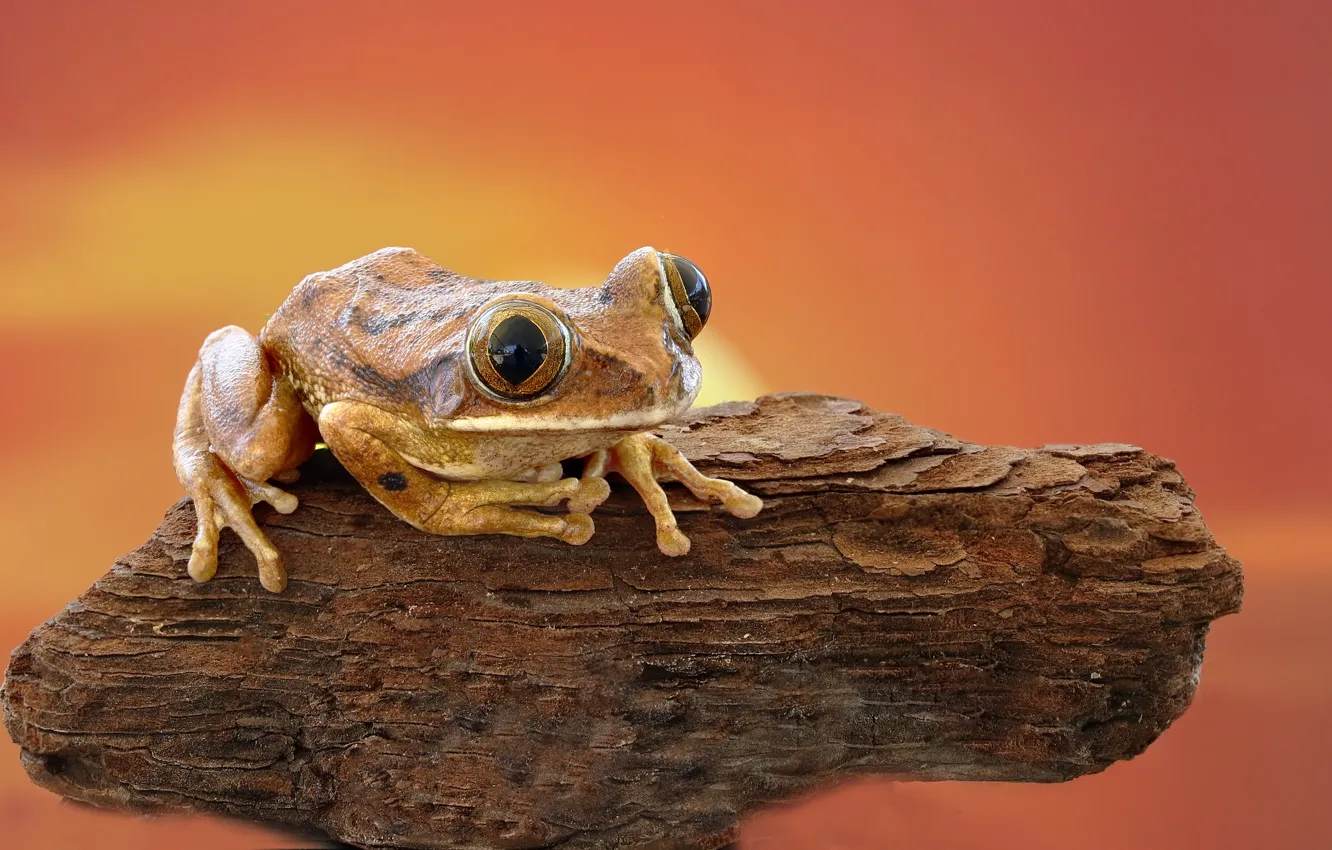 Фото обои небо, лягушка, кора