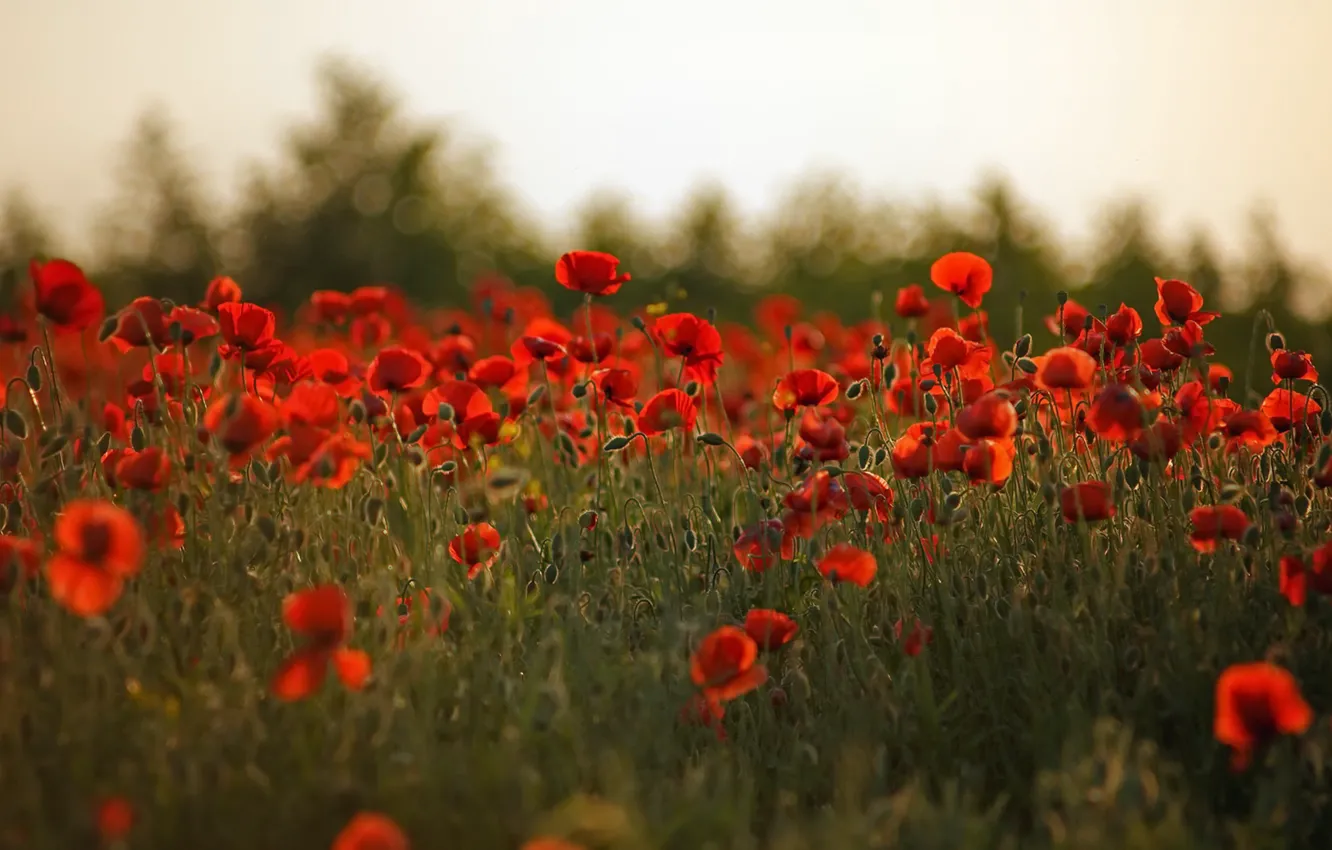 Фото обои лето, природа, маки