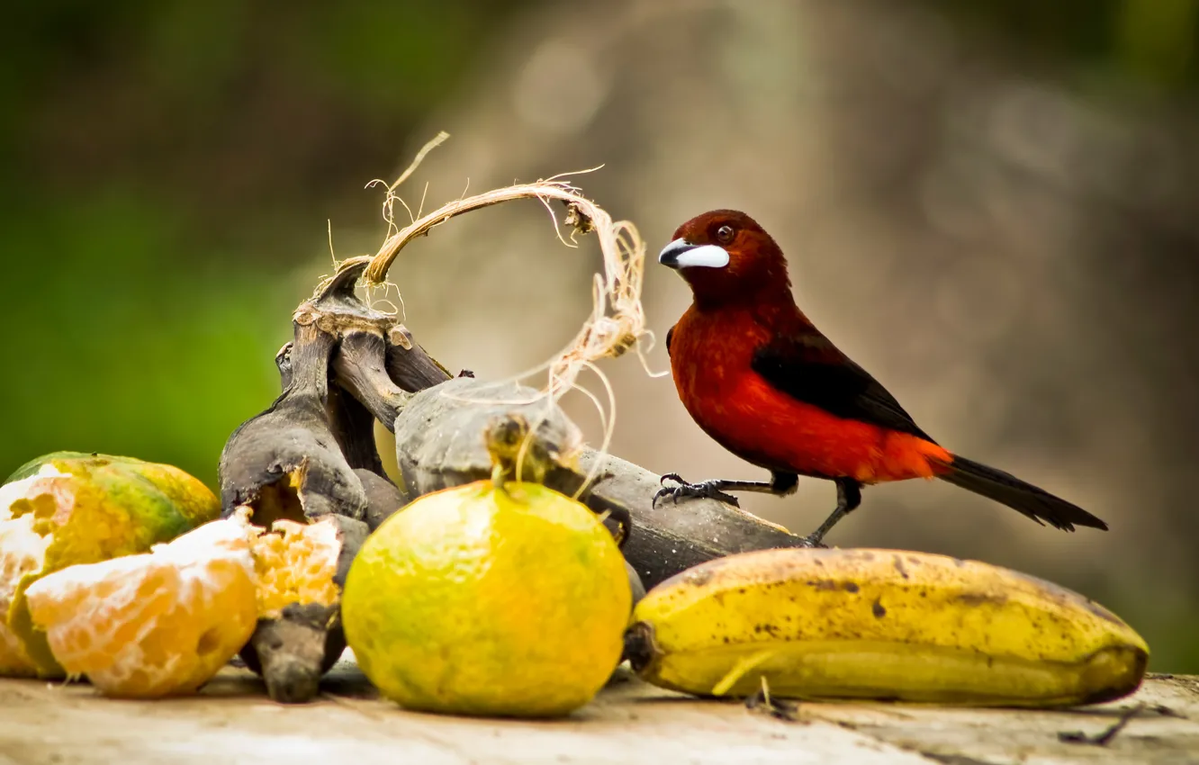 Фото обои птица, клюв, хвост, фрукты