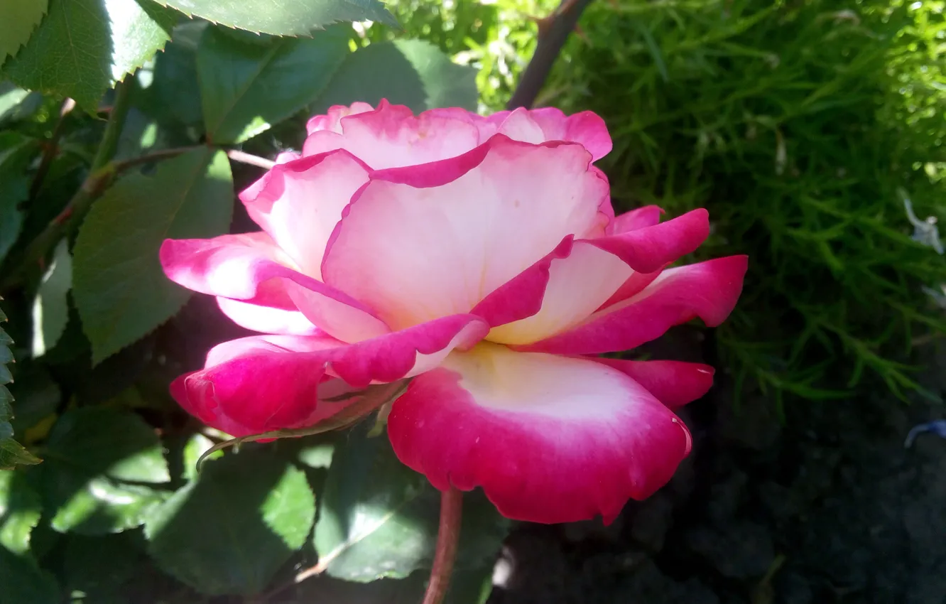Фото обои цветы, розовая, Роза