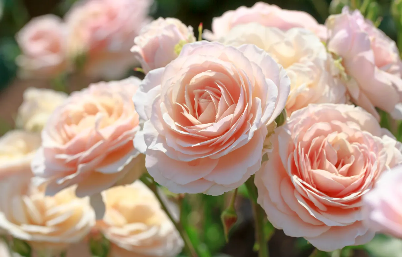 Фото обои макро, розовый, нежность, розы, красота