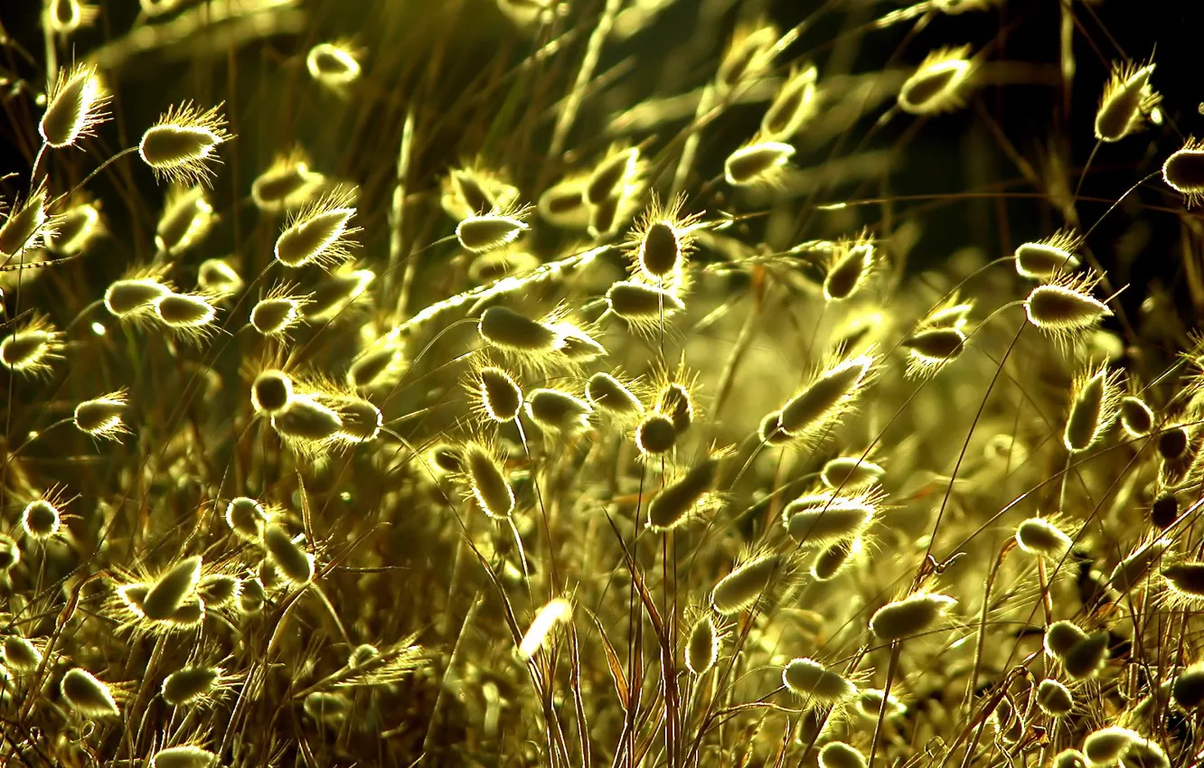 Фото обои трава, солнце, желтый
