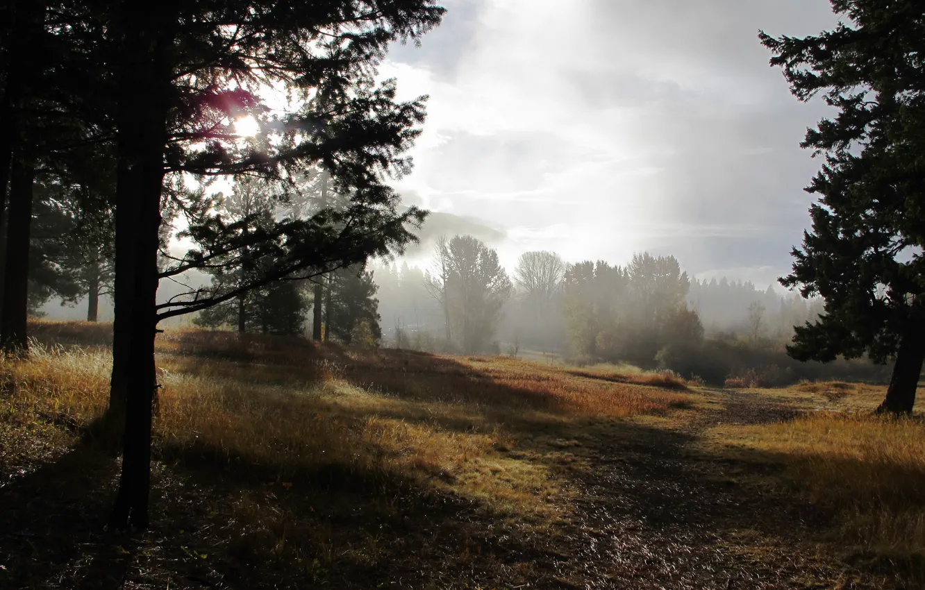 Фото обои природа, туман, утро