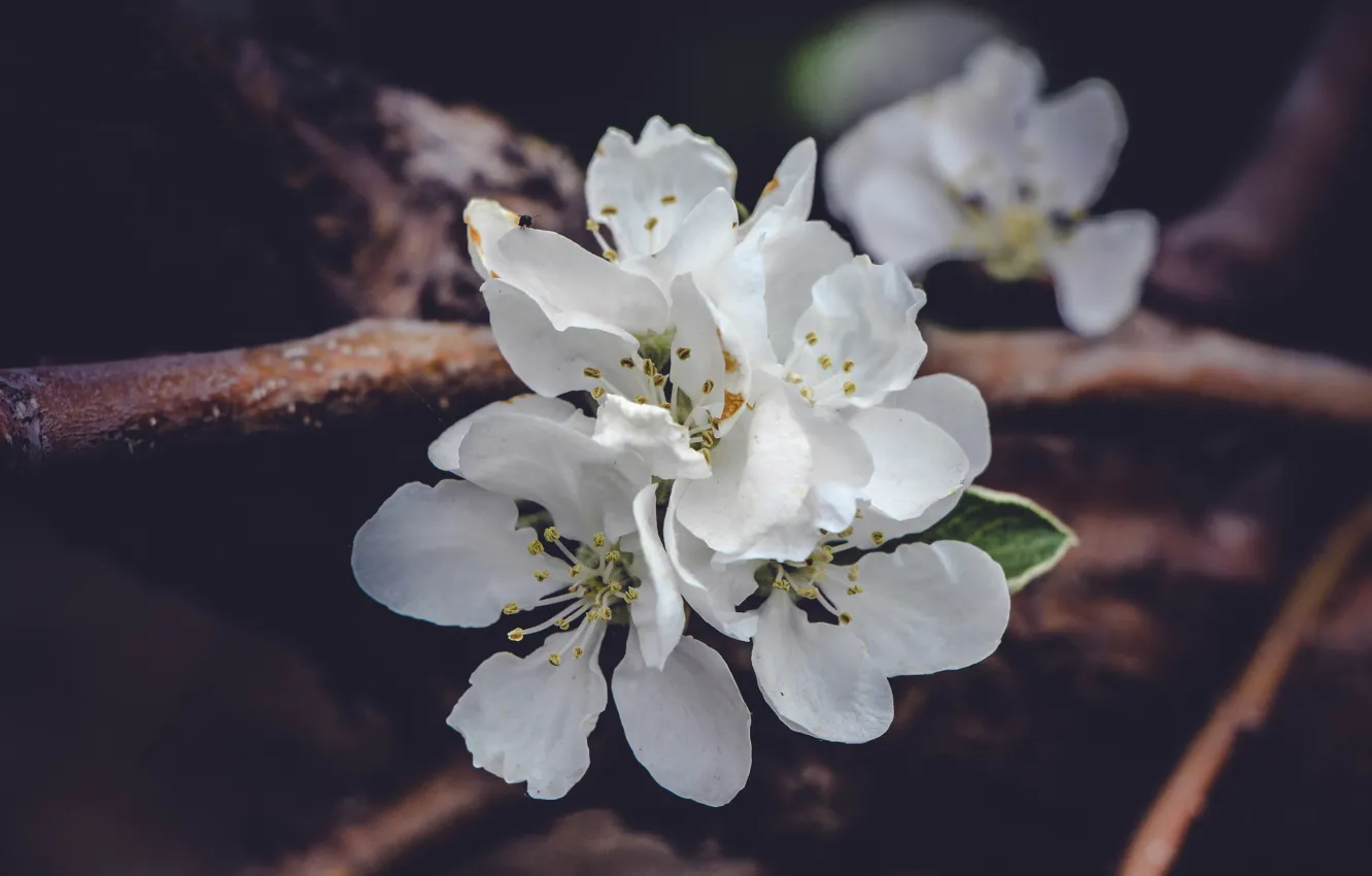 Фото обои макро, цветы, весна, яблоня