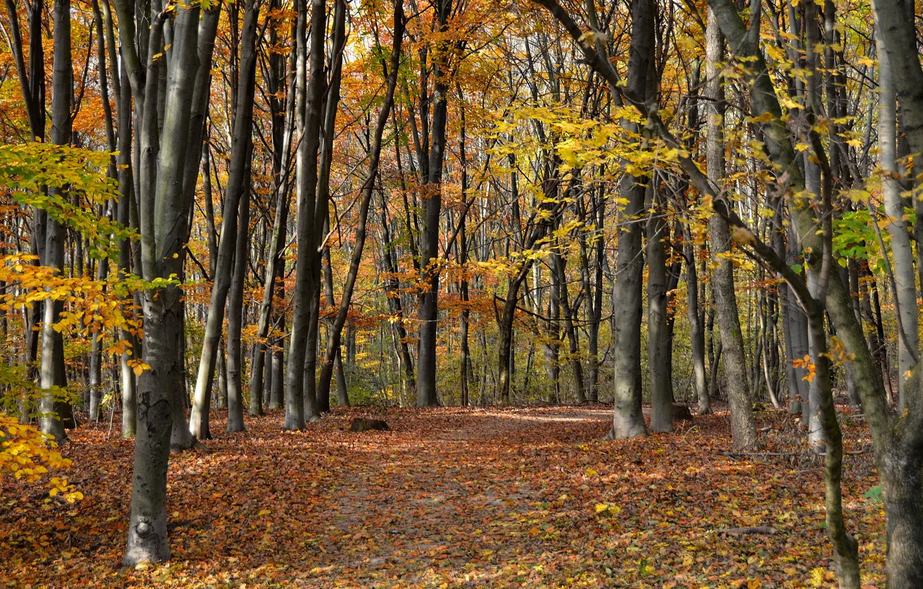 Фото обои осень, листья, деревья, тропа, trees, Autumn