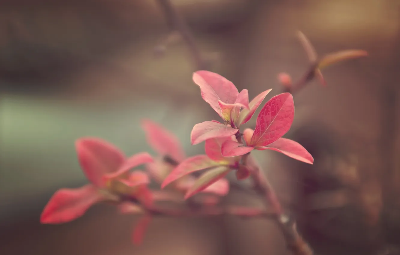 Фото обои листья, красные, mini fall
