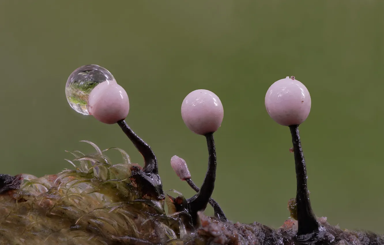 Фото обои осень, макро, фон, грибы, капля воды, Beat Buetikofer
