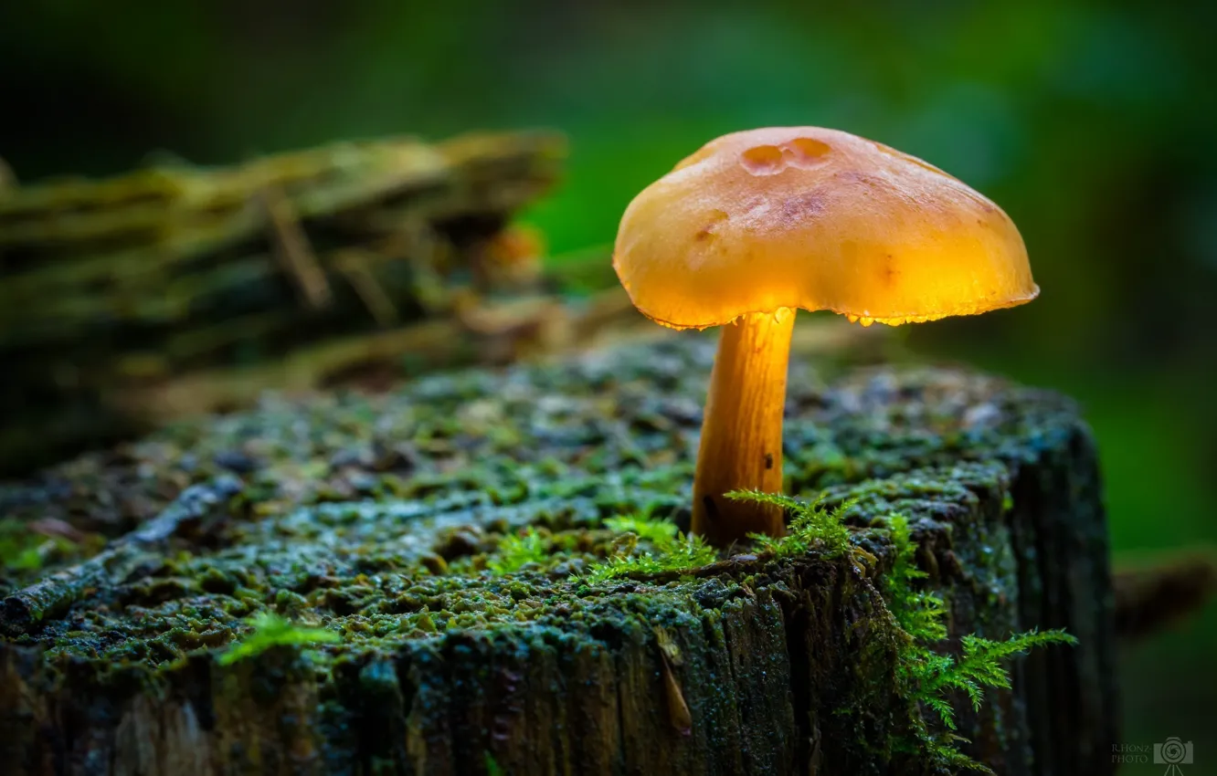 Фото обои макро, гриб, мох, пень