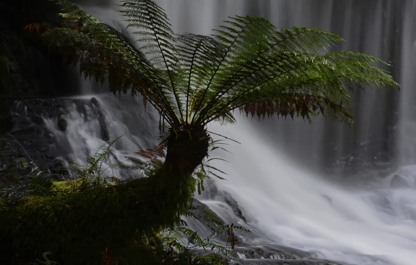 Фото обои лес, листья, растение, водопад, поток