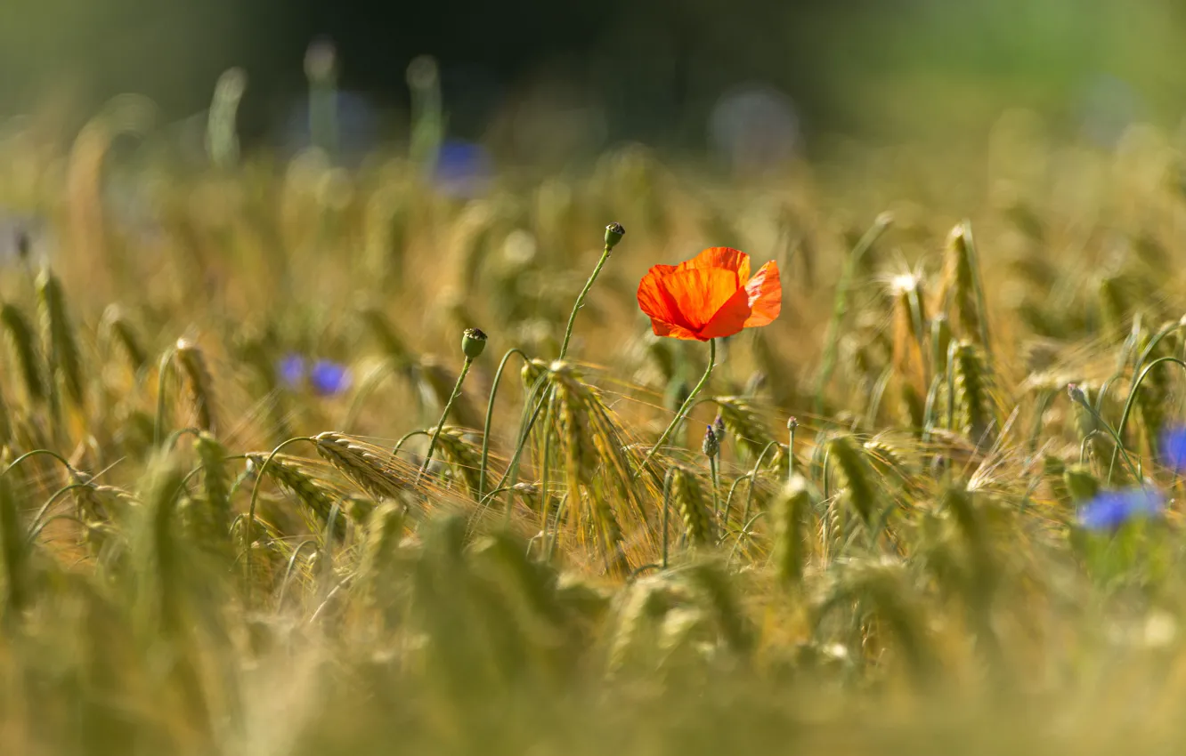 Фото обои поле, лето, свет, цветы, красный, мак, рожь, колоски