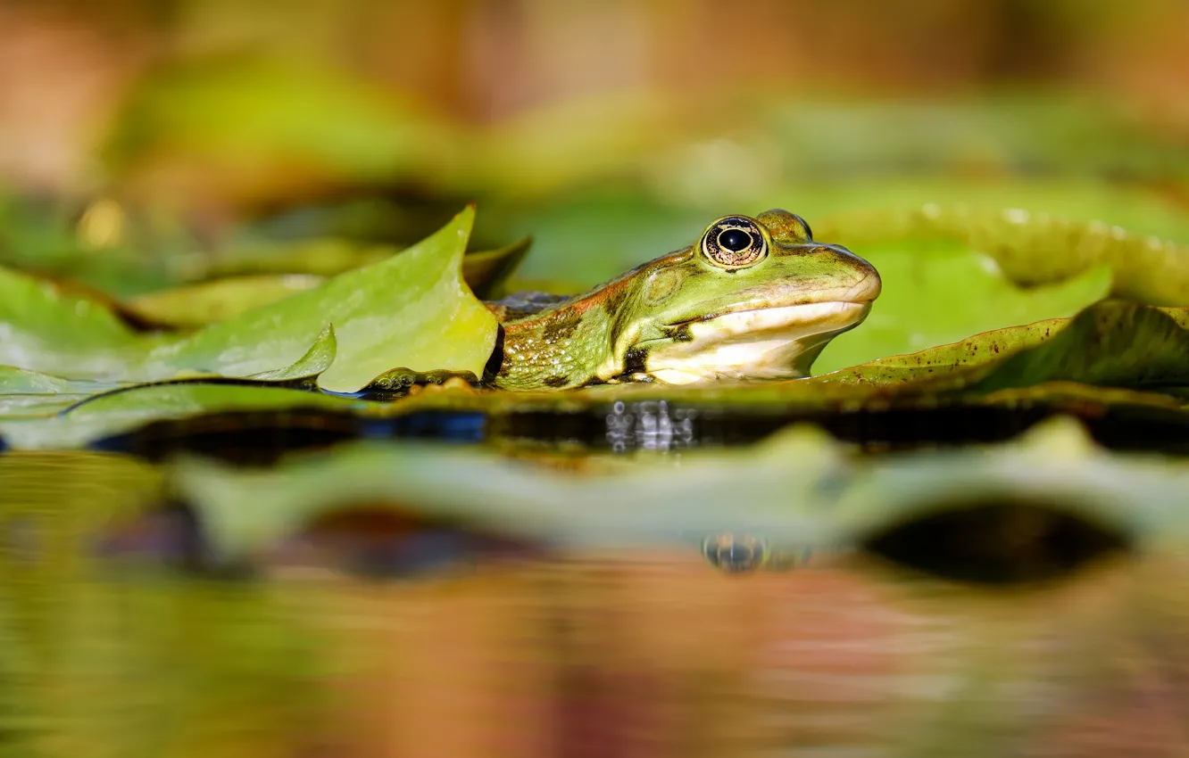 Фото обои листья, вода, макро, природа, пруд, лягушка, зеленая, водоем
