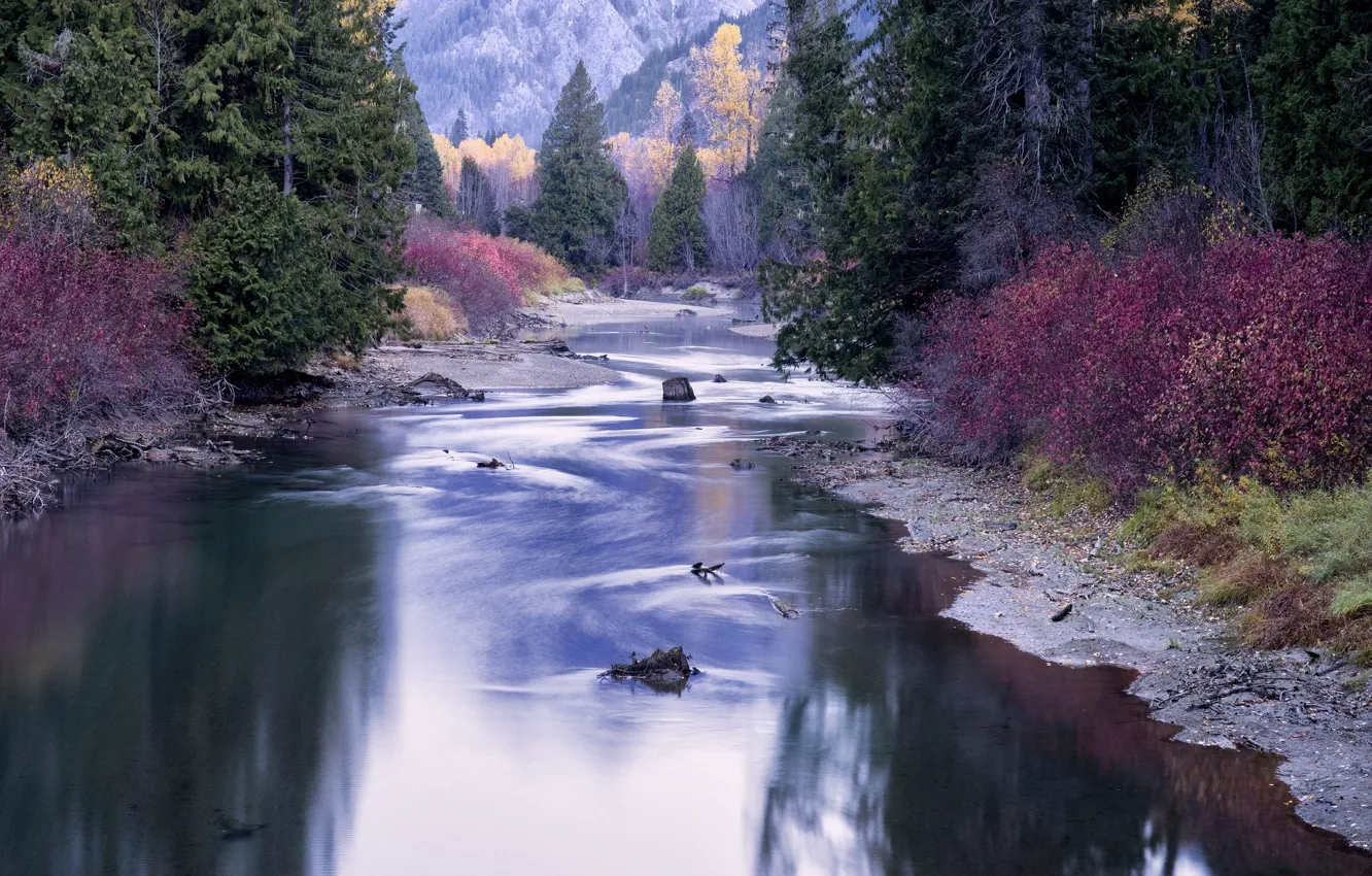 Фото обои осень, лес, река, берег