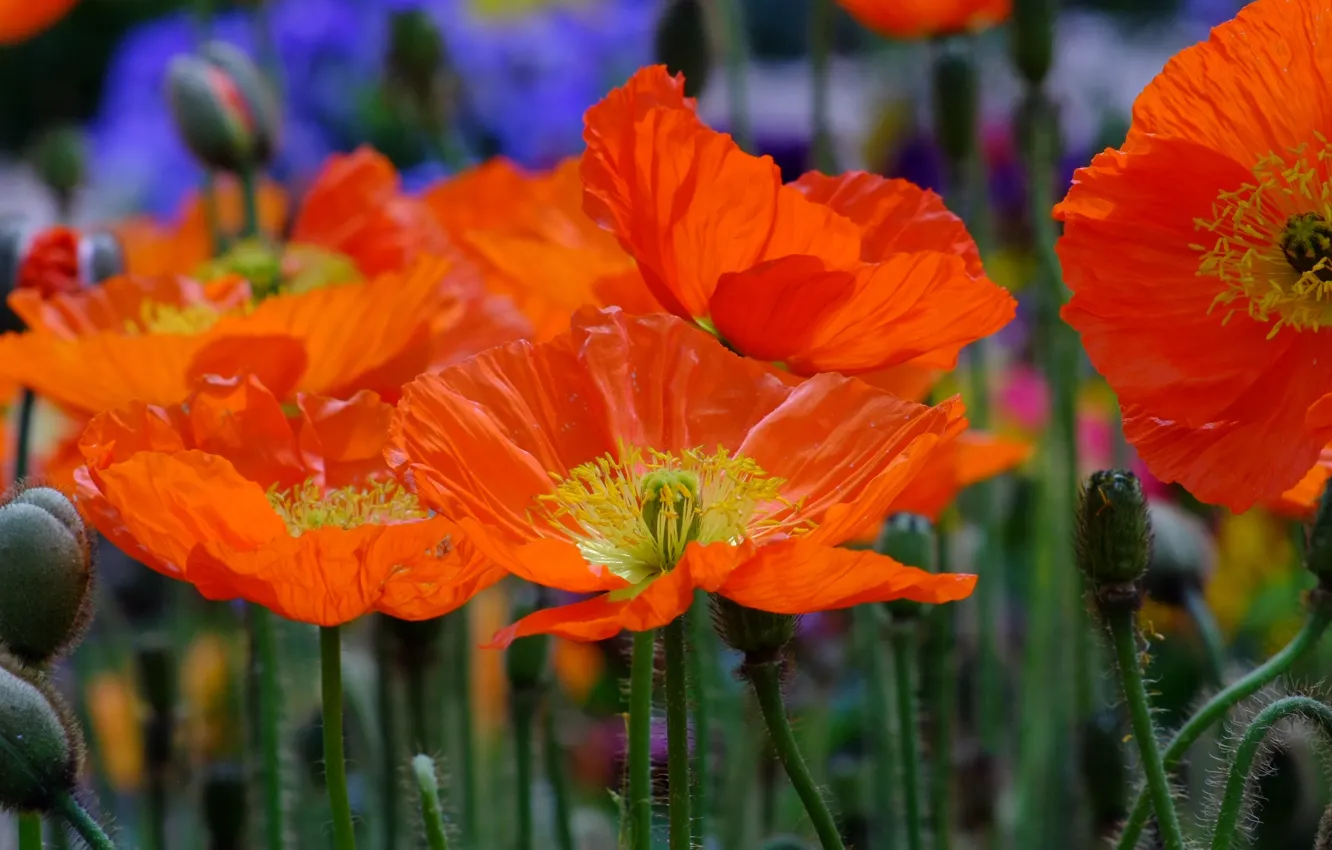 Фото обои цветы, крупный план, красный, природа, поляна, маки