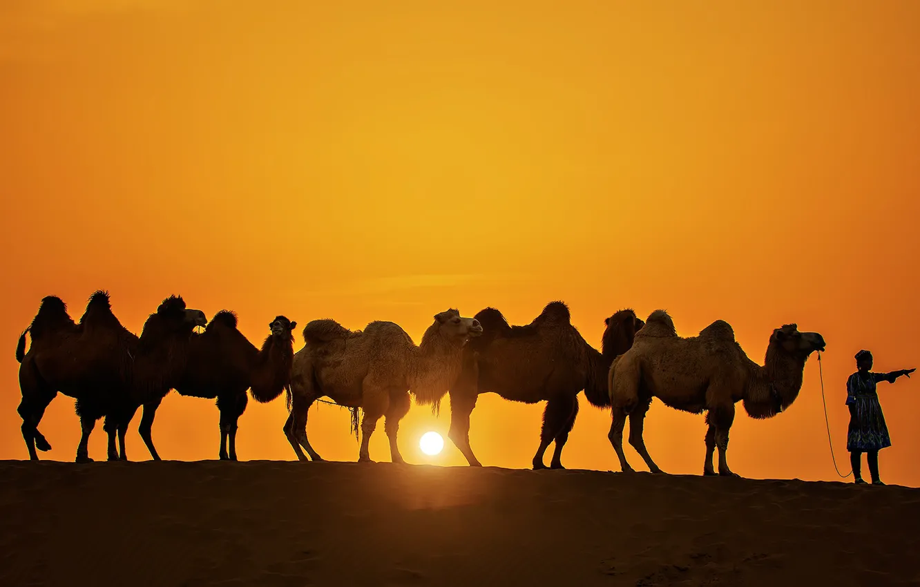 Фото обои солнце, закат, силуэт, верблюд, караван