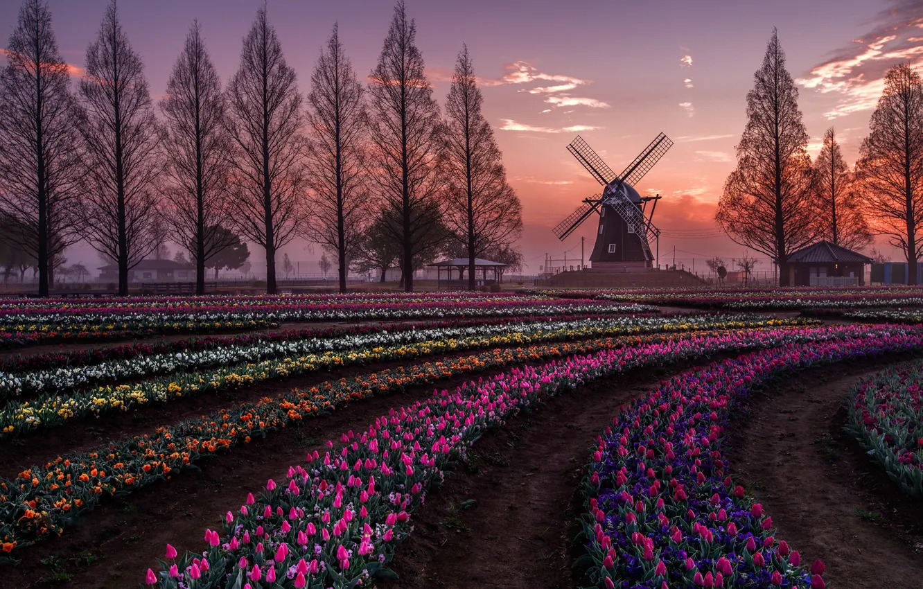 Фото обои поле, деревья, цветы, весна, вечер, Нидерланды, Голландия, тюлпаны
