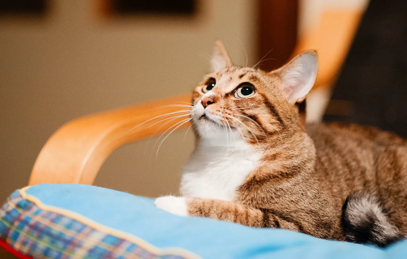 Фото обои кошка, кот, взгляд, морда, уют, кресло, лежит