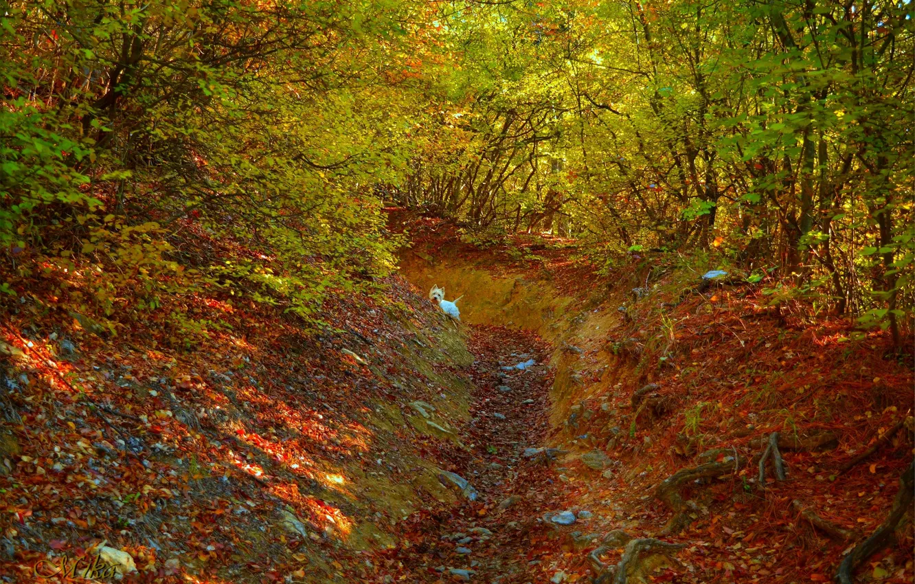Фото обои Осень, Лес, Собачка, Dog, Fall, Листва, Autumn, Colors