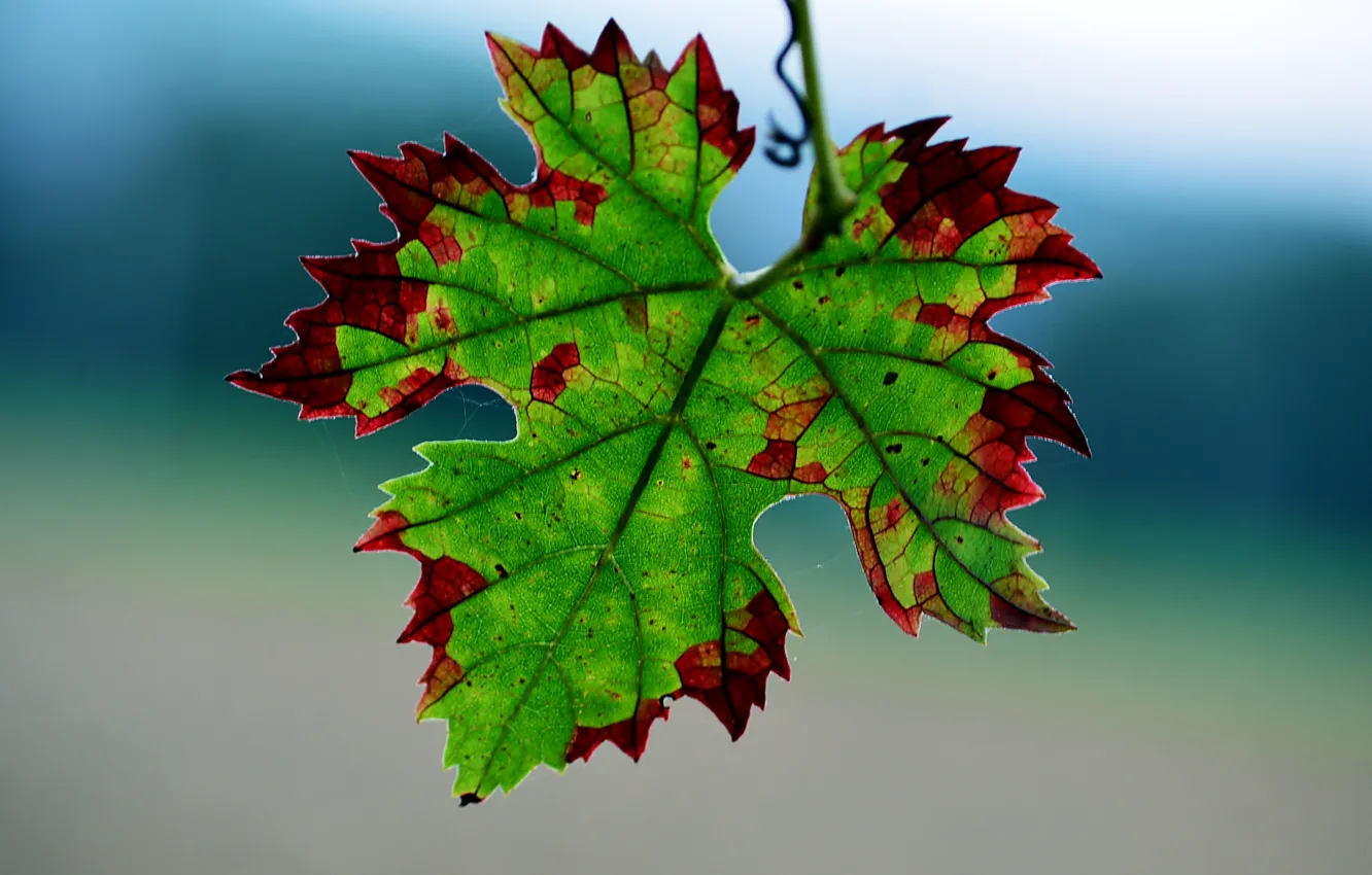 Фото обои красный, лист, зеленый, фон, паутинка