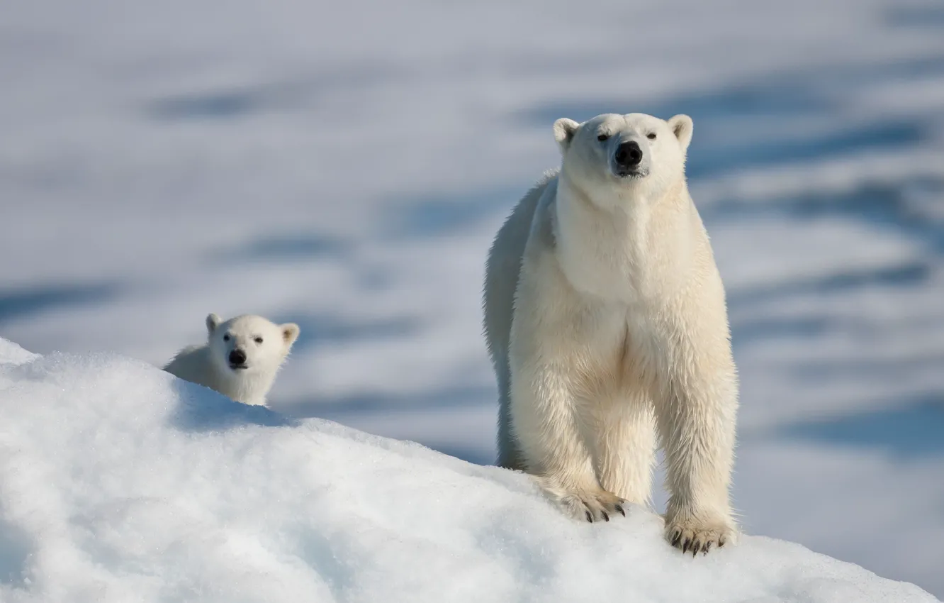 Фото обои белый, снег, лапы, медведь, когти