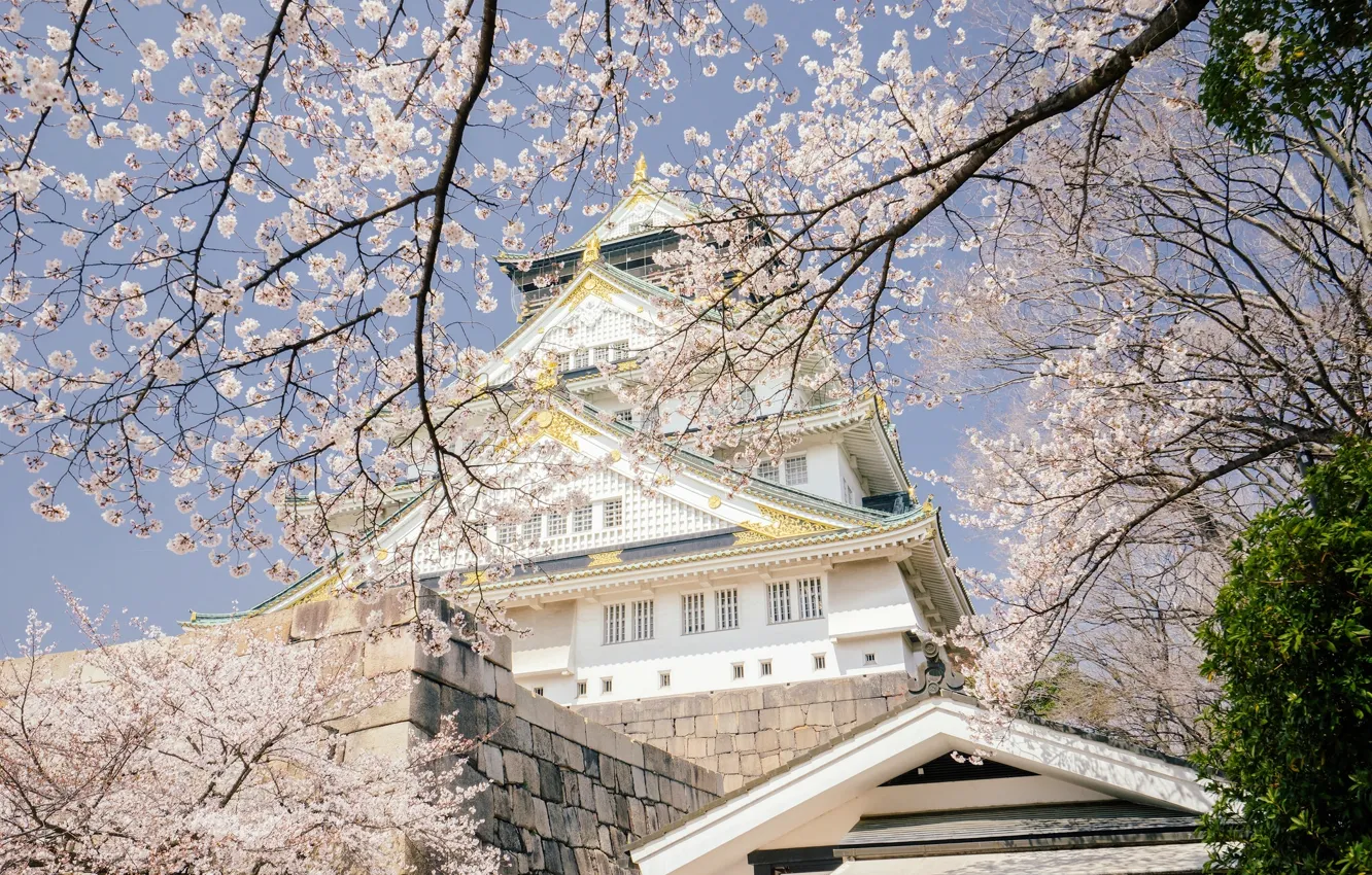 Фото обои деревья, ветки, вишня, замок, весна, Япония, сакура, Japan