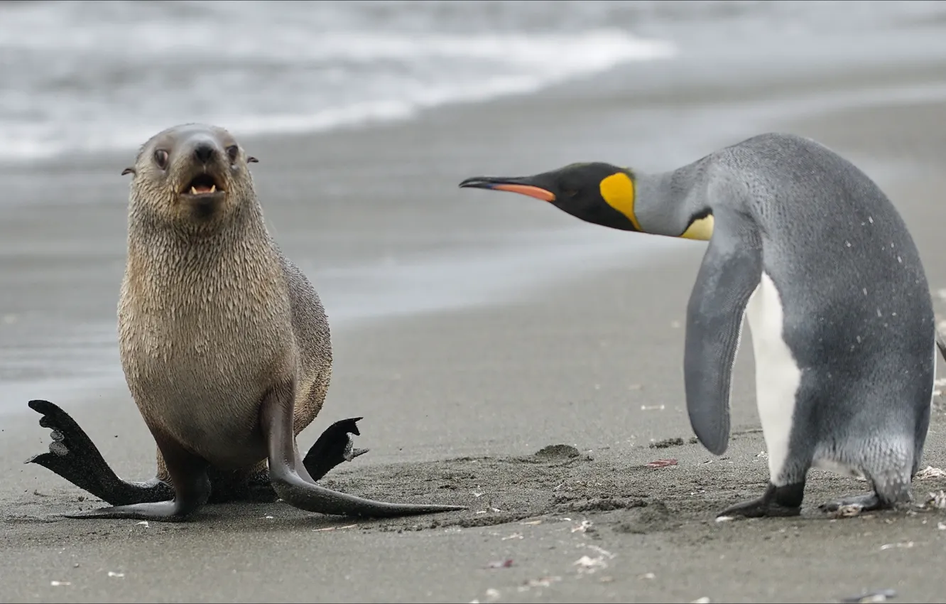 Фото обои animals, nature, Other, penguin