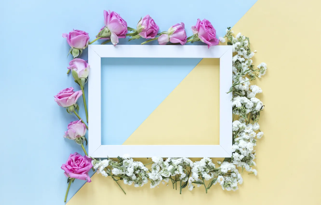 Фото обои цветы, фон, розы, рамка, бутоны, pink, flowers, roses