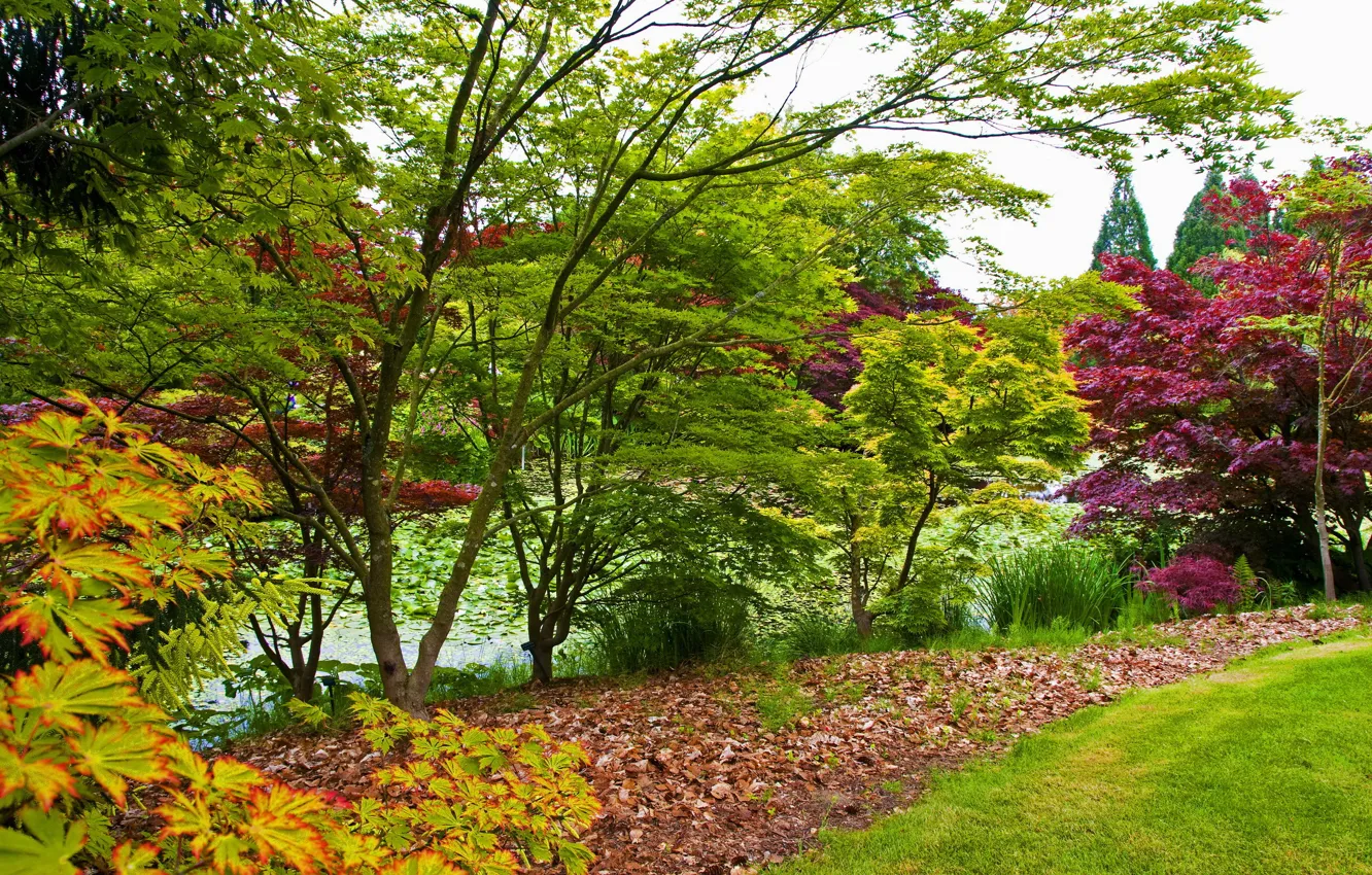 Фото обои трава, листья, деревья, пруд, сад, Канада, кусты, Vancouver