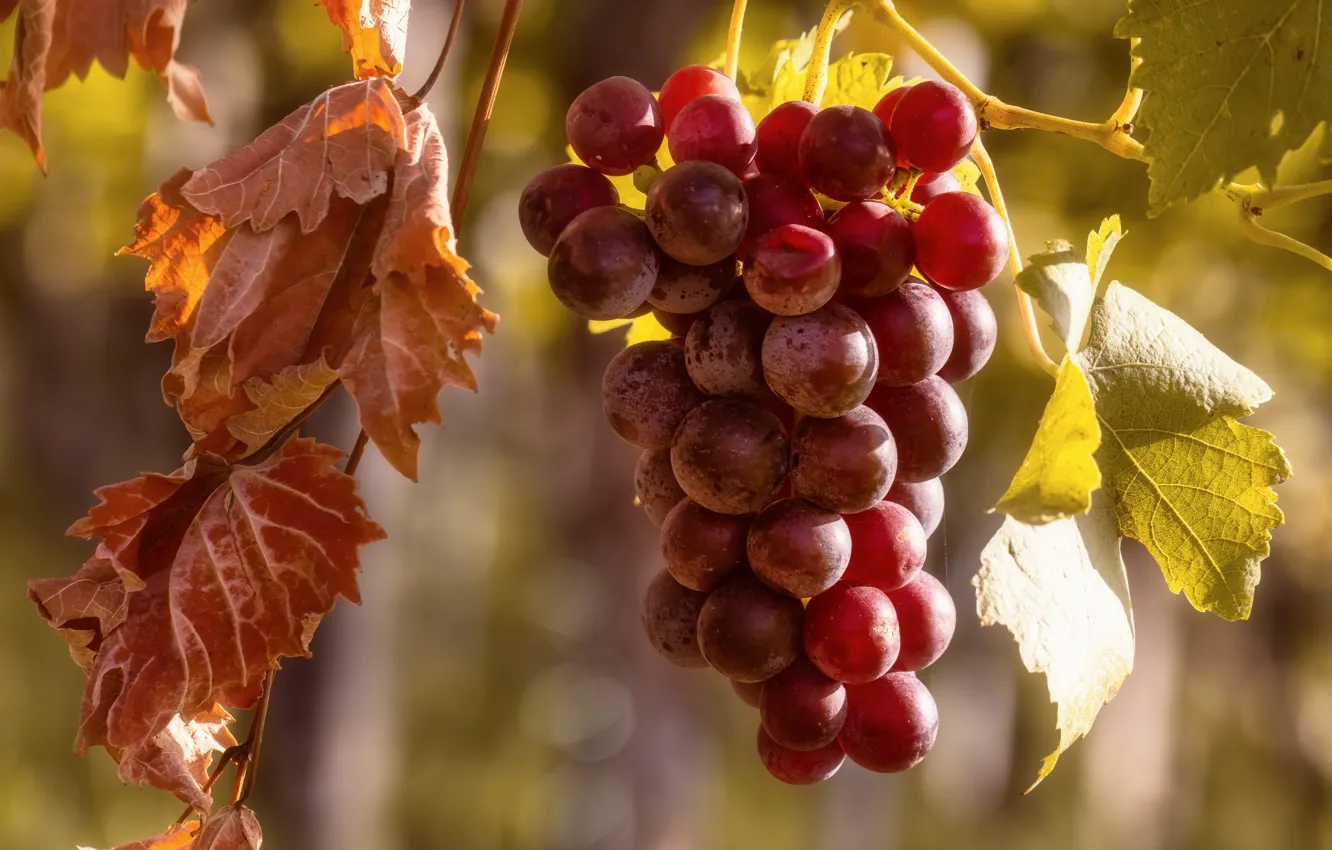 Фото обои листья, красный, виноград, гроздь