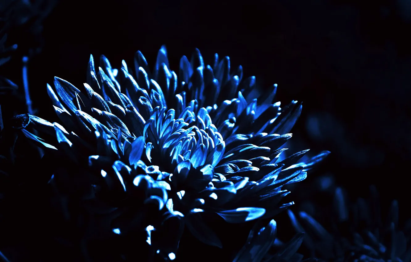 Фото обои цветок, свет, ночь, природа, лепестки, полумрак