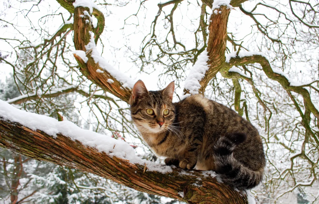 Фото обои взгляд, снег, дерево, наблюдение, Домашняя кошка