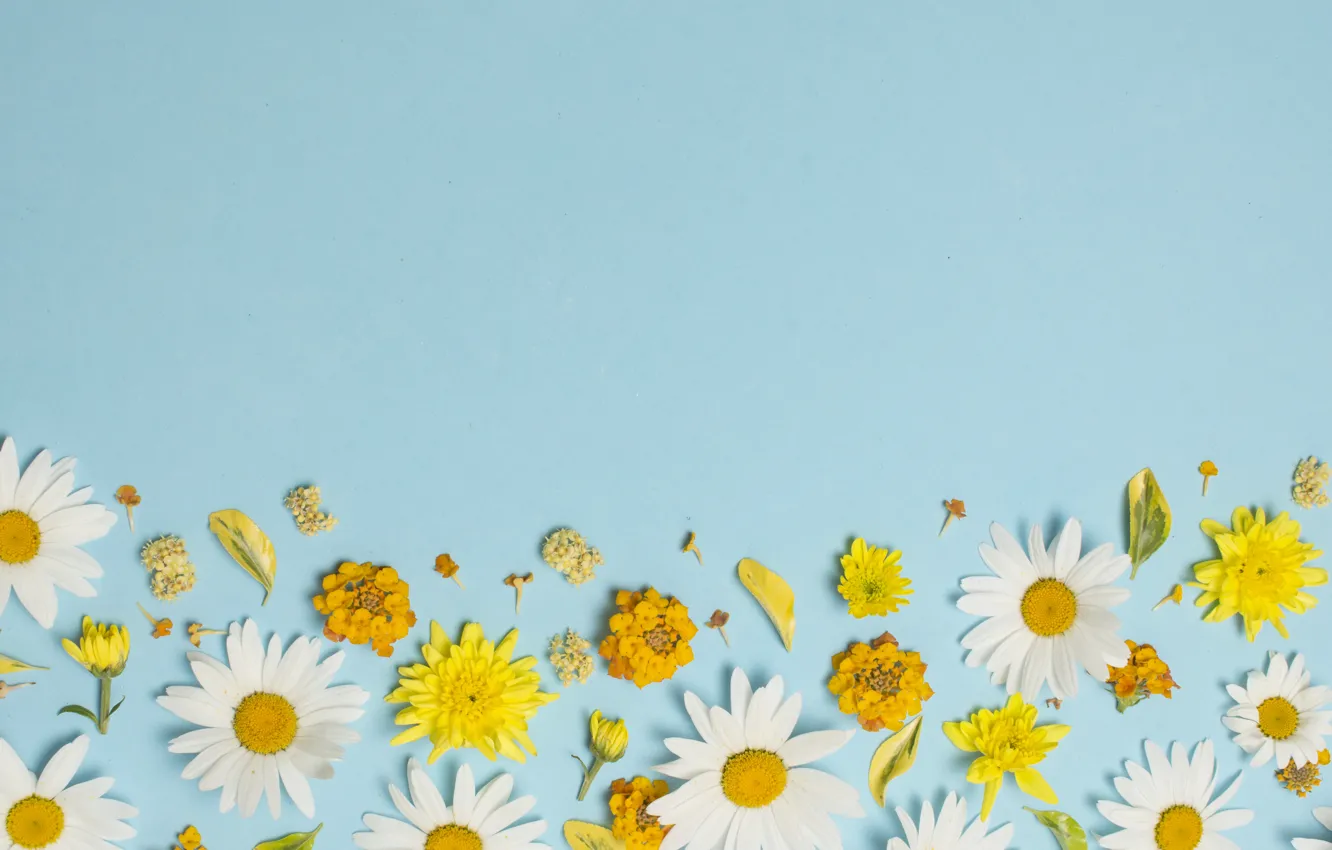 Фото обои цветы, ромашки, white, yellow, flowers, background, голубой фон, camomile