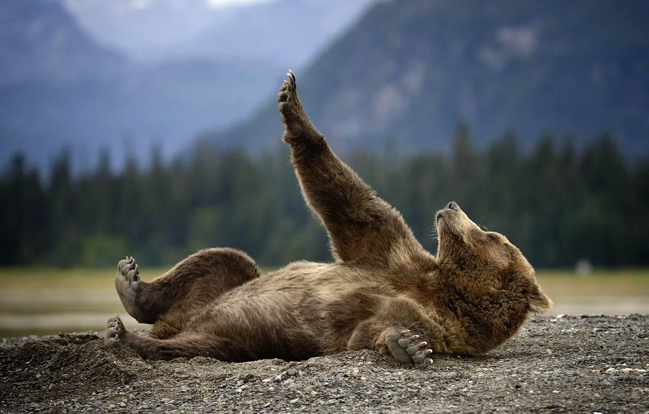 Фото обои природа, животное, земля, хищник, Аляска, Медведь, лежит, Гризли