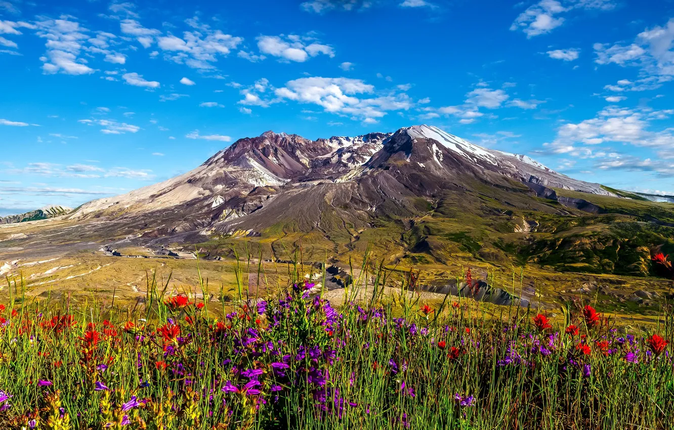Фото обои небо, цветы, горы, луг, Вашингтон, Washington, Mount St. Helens, Steve Henrickson