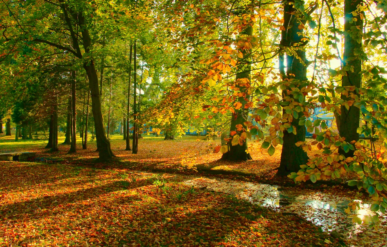 Фото обои trees, park, autumn, fall
