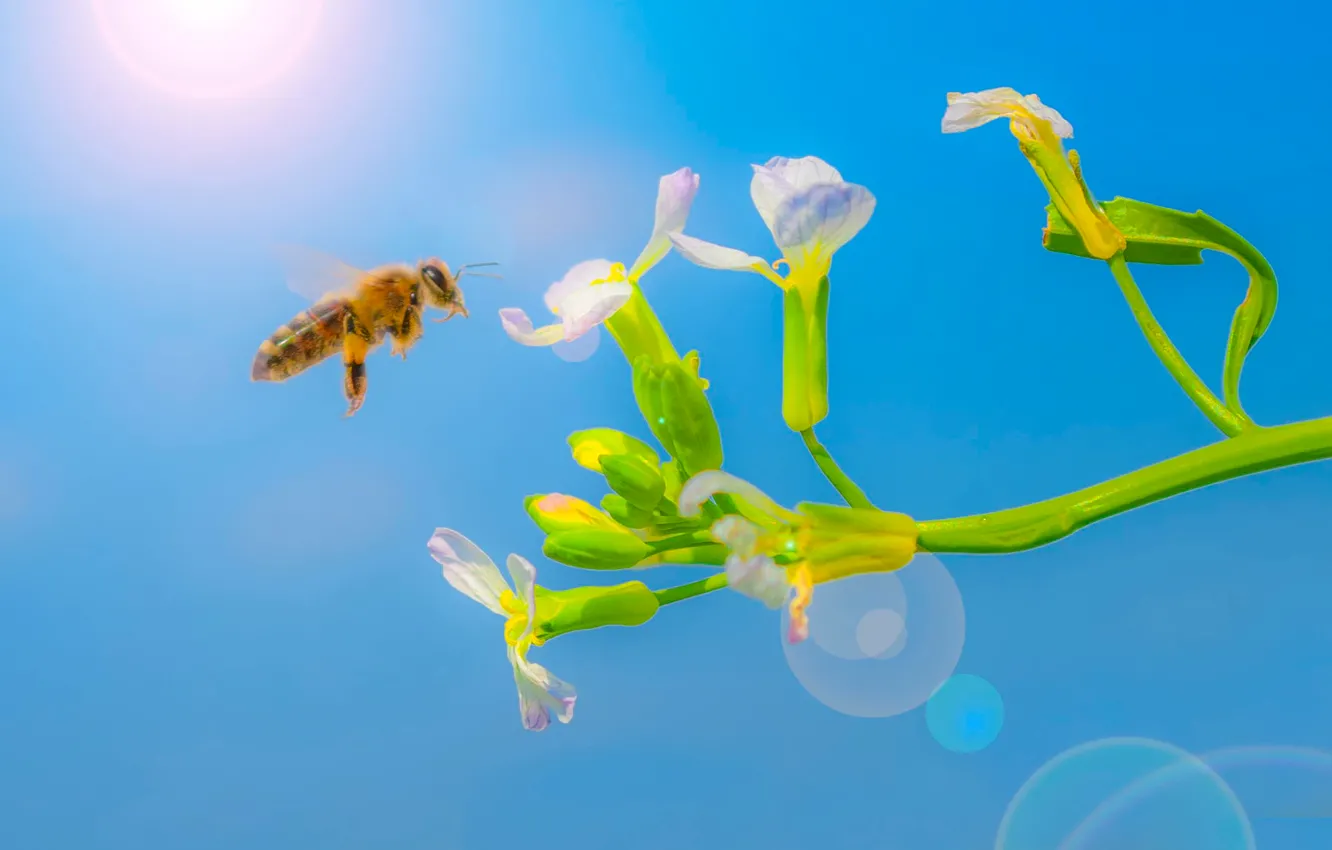 Фото обои цветок, солнце, пчела