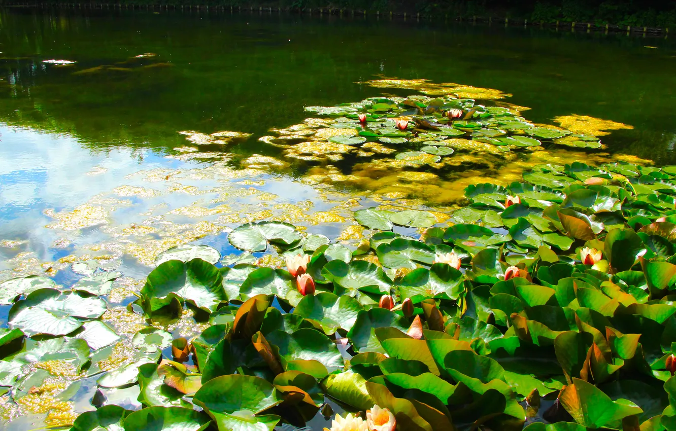 Фото обои water, park, lake, leafs, pond