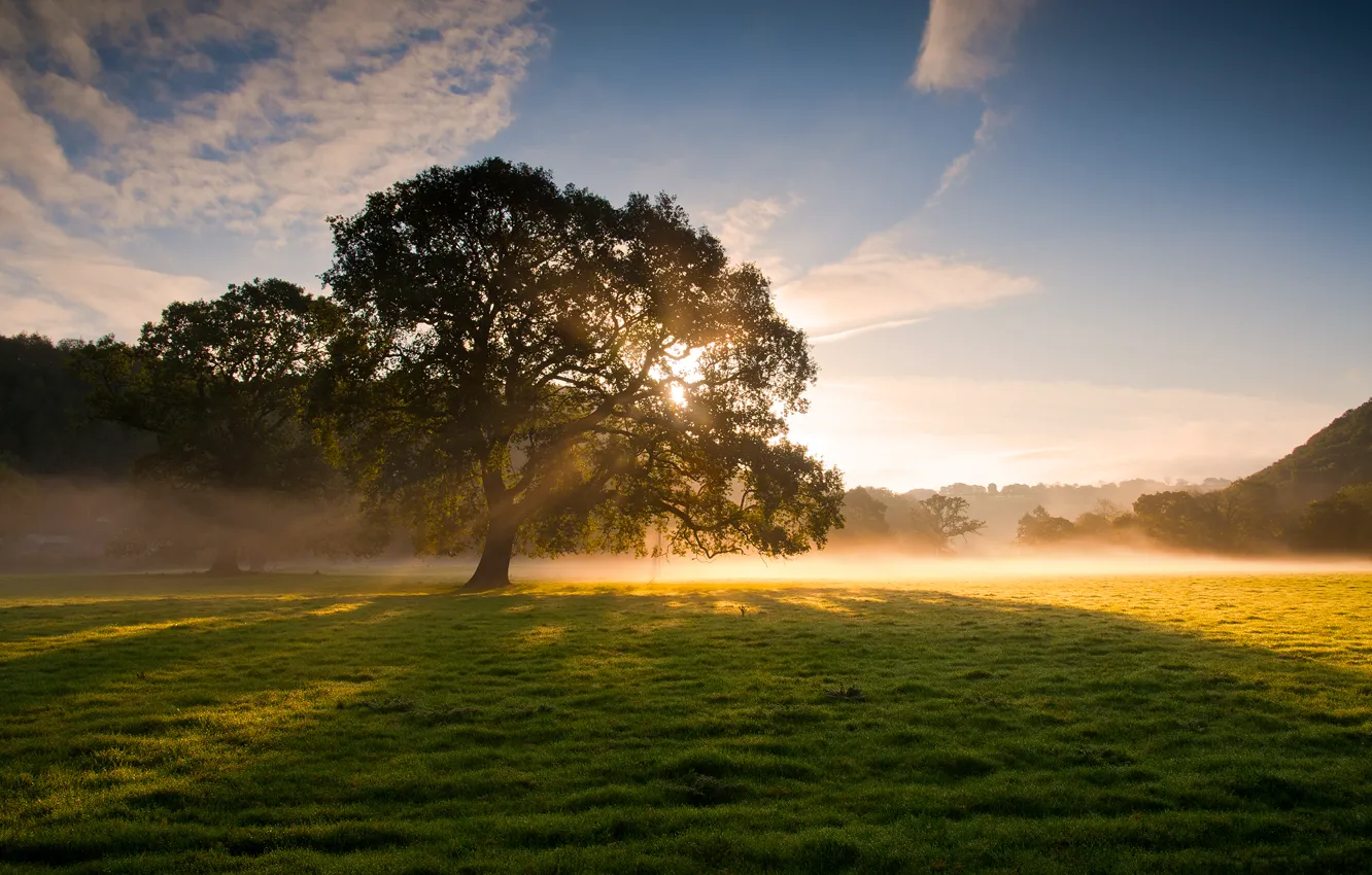 Фото обои трава, солнце, лучи, свет, природа, туман, роса, дерево