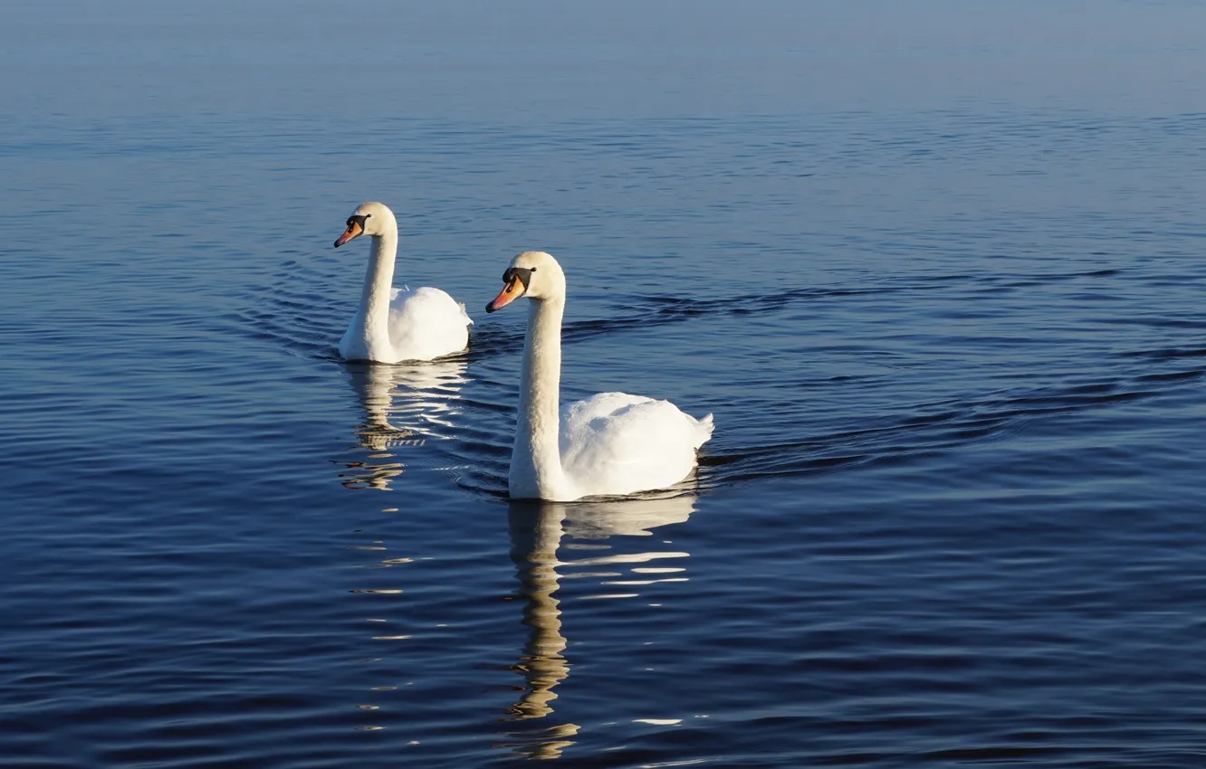 Фото обои white, swan, sea, bird, water