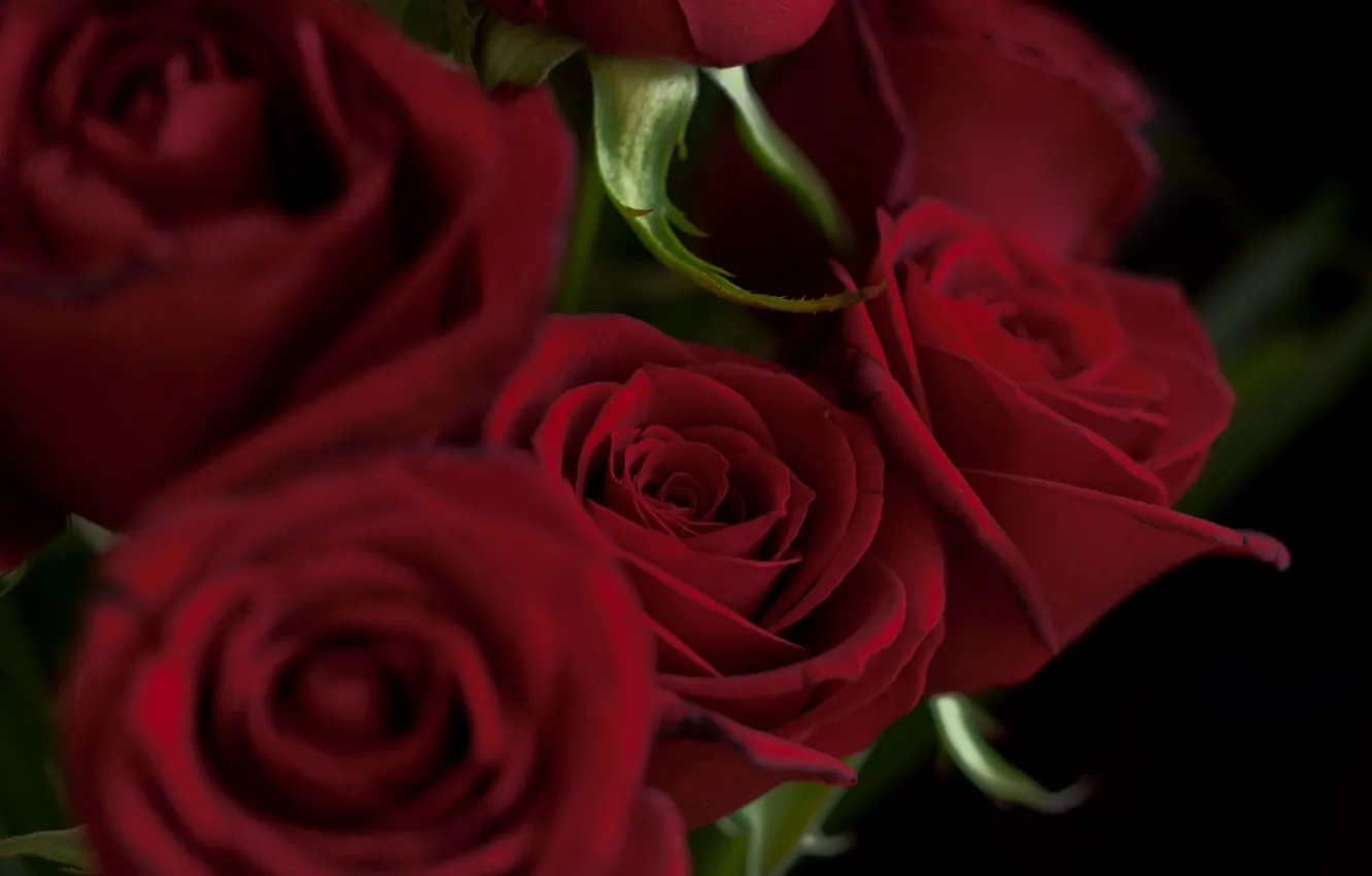 Фото обои цветы, красный, розы, букет