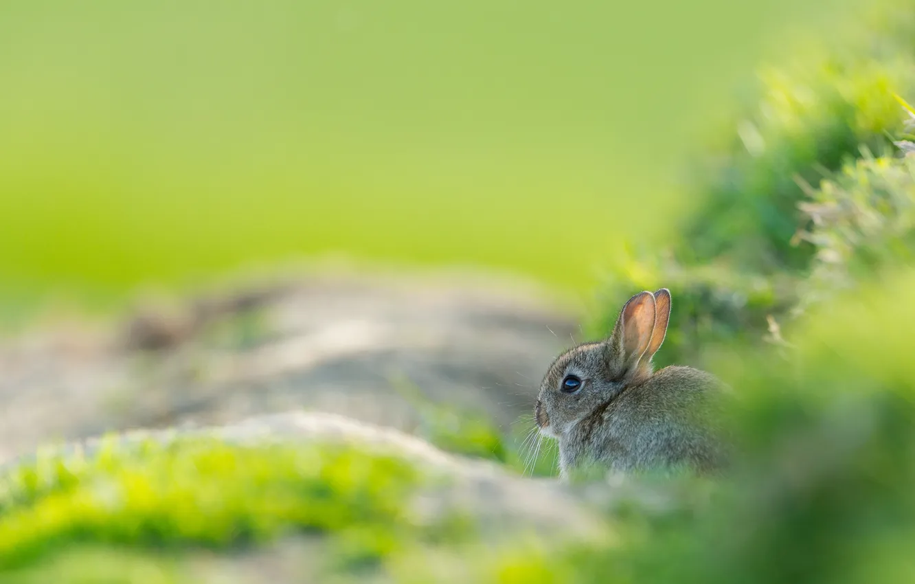Фото обои трава, взгляд, природа, серый, заяц, маленький, сидит, зайчик