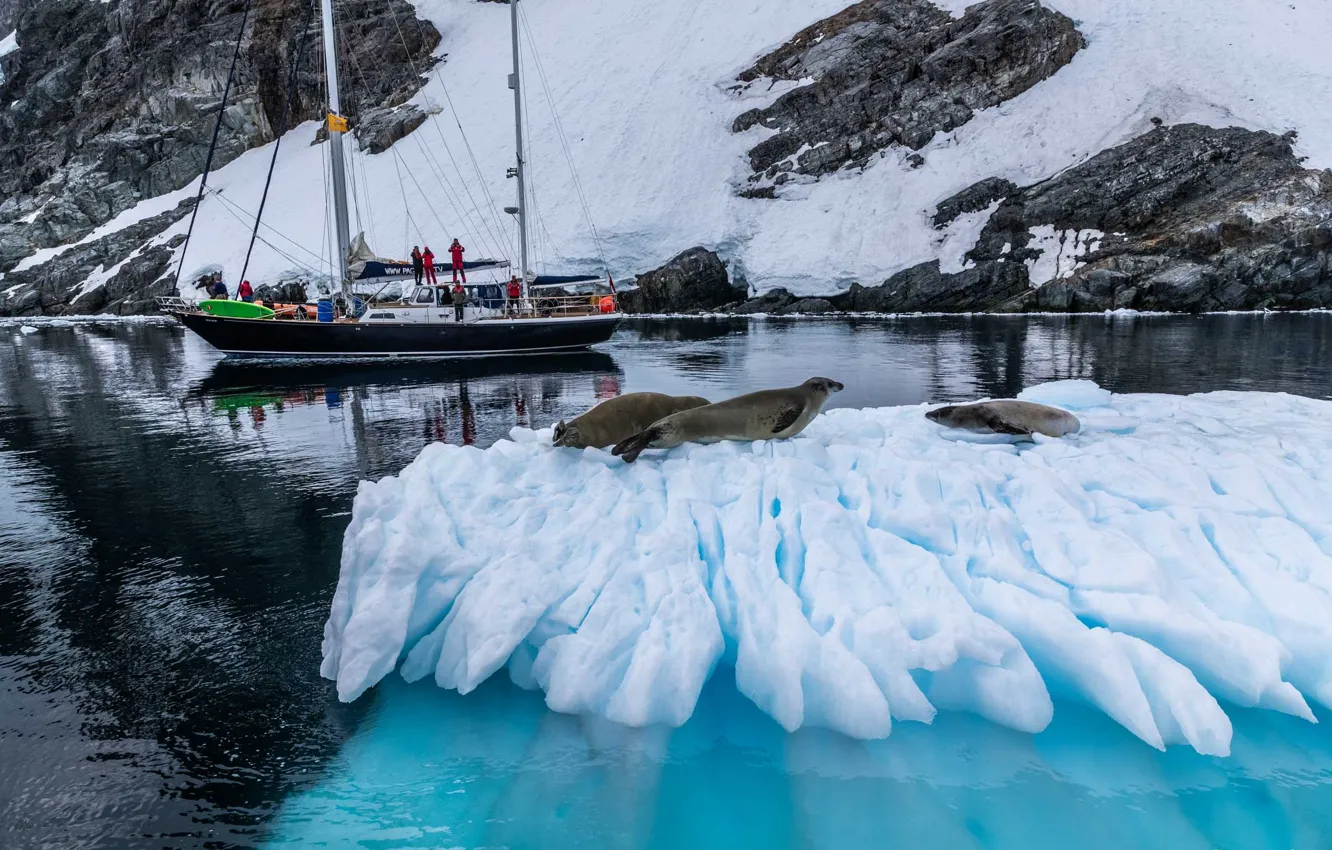 Фото обои зима, море, животные, снег, природа, люди, яхта, льдина
