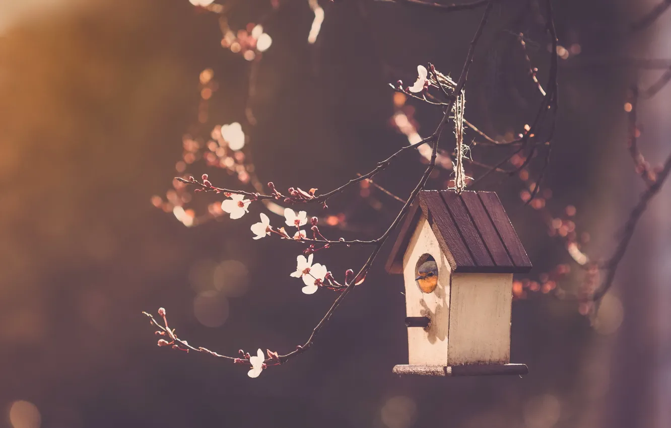 Фото обои ветки, природа, Bird house