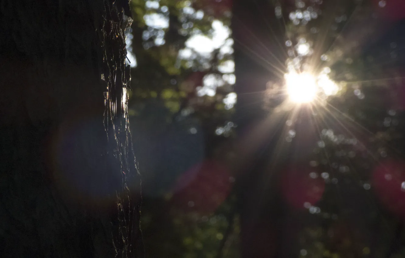 Фото обои лес, солнце, лучи, природа, дерево, солнце блик