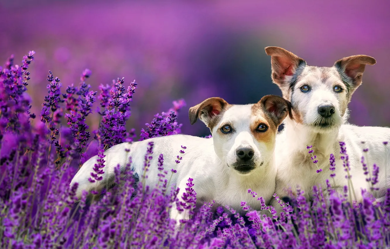 Фото обои цветы, парочка, лаванда, боке, две собаки
