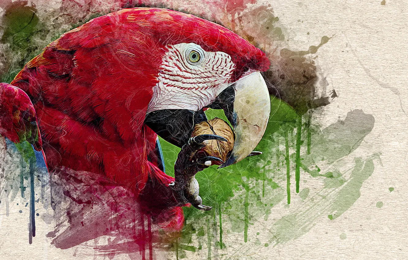 Фото обои текстура, клюв, орех, Голова попугая, потёки краски