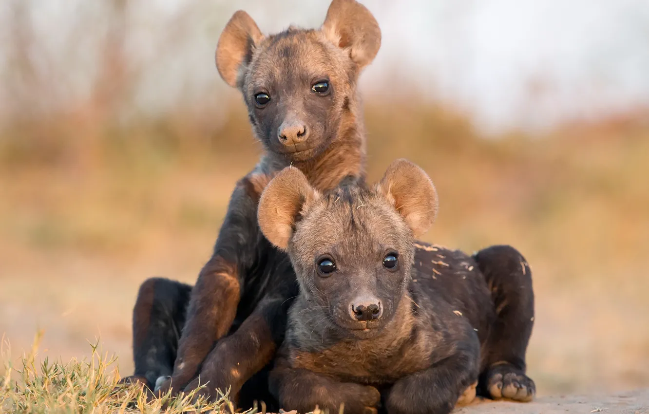 Фото обои природа, фон, Hyena Cubs