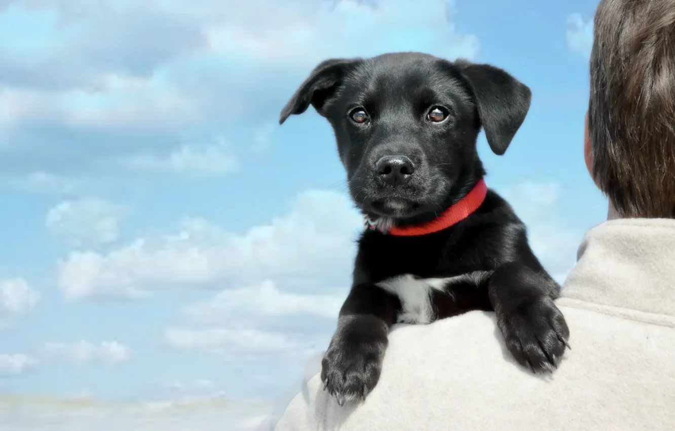 Фото обои взгляд, облака, собака, мордочка, щенок, на плече, Лабрадор-ретривер