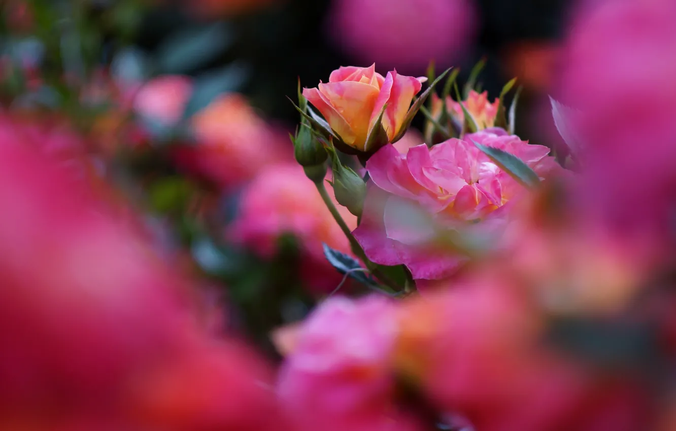Фото обои цветы, роза, розы, размытие, сад, розовые, бутоны, боке