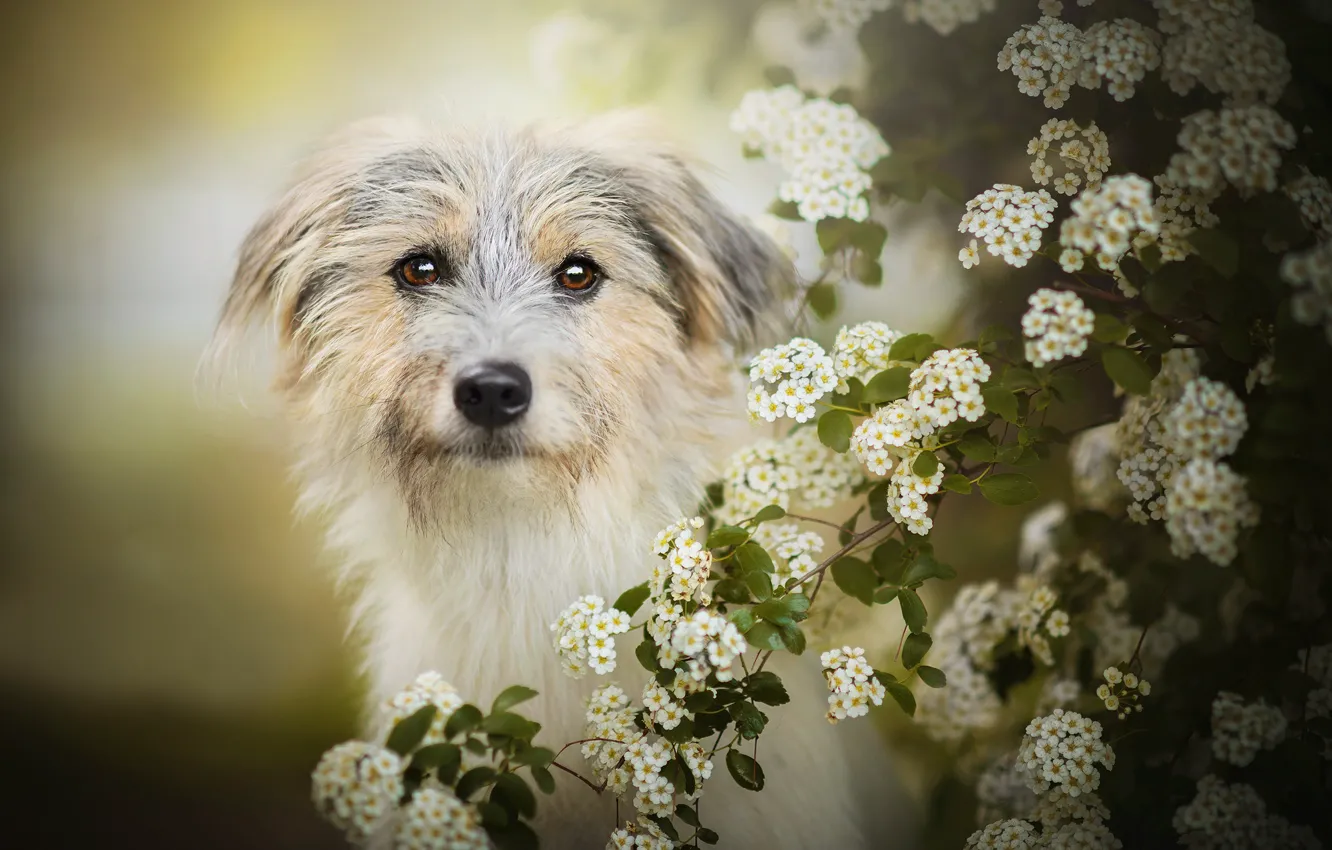 Фото обои собака, цветение, боке, Lilly